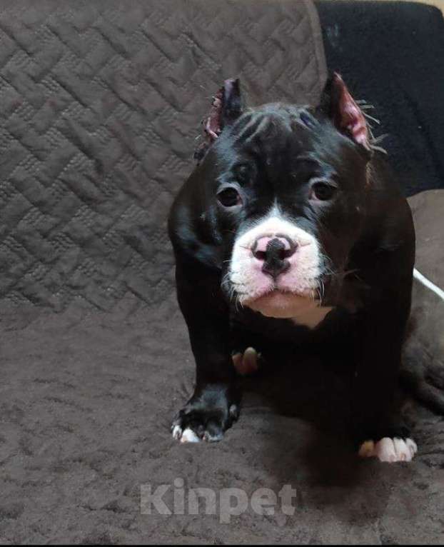 Собаки в Миассе: Щенок Американского булли в типе покет Девочка, 65 000 руб. - фото 1