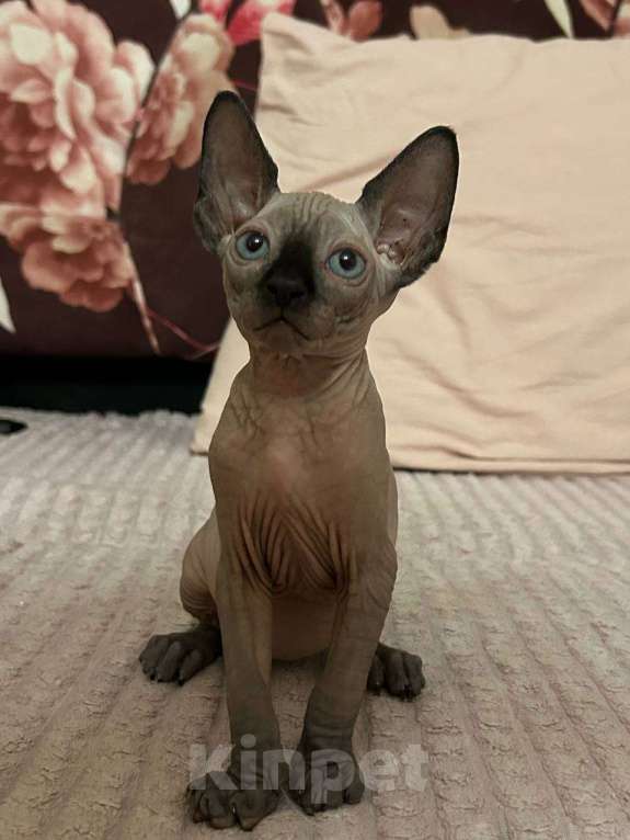 Кошки в Москве: Канадский сфинкс  Мальчик, 30 000 руб. - фото 3