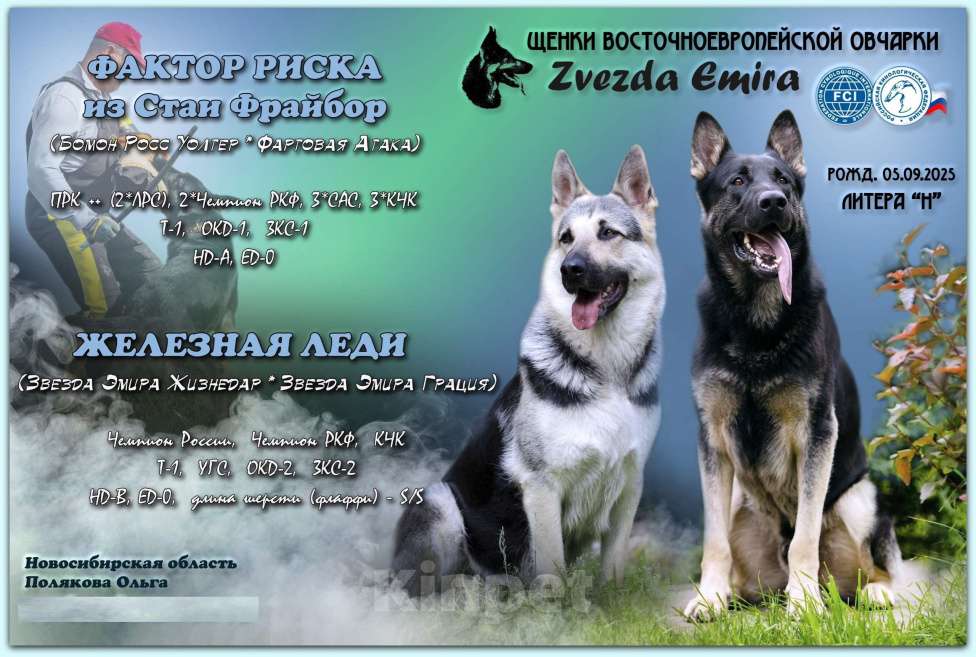 Собаки в Новосибирске: Щенок Восточноевропейской овчарки, девочка (документы РКФ) Девочка, Бесплатно - фото 4