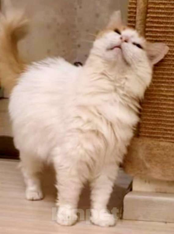 Кошки в Москве: Он бы очень хотел вам понравиться  Мальчик, 1 руб. - фото 4