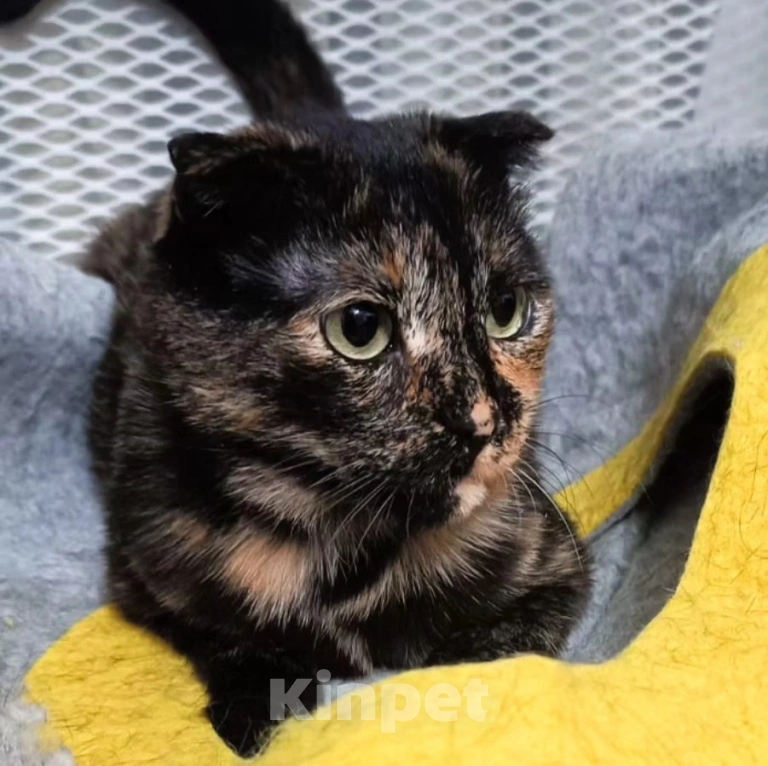 Кошки в Москве: Чапу не замечают Девочка, Бесплатно - фото 3