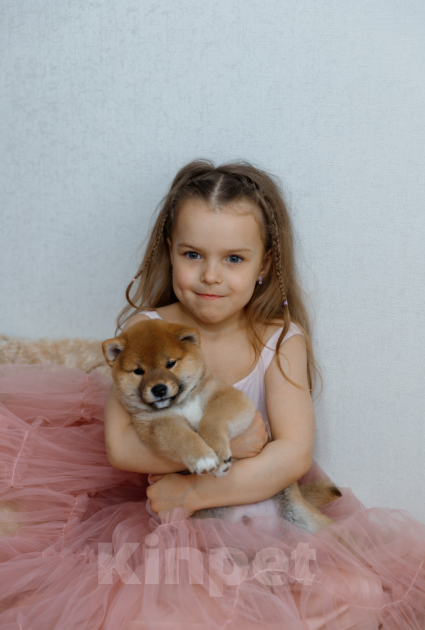 Собаки в Москве: Щенок сиба ину Мальчик, 50 000 руб. - фото 8