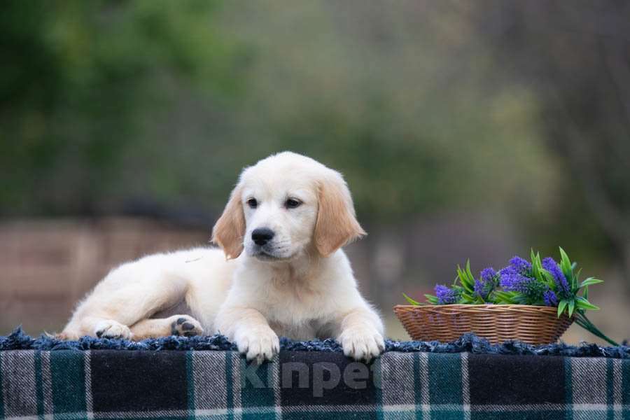 Собаки в Воронеже: Девочка золотистый ретривер  Девочка, 60 000 руб. - фото 5