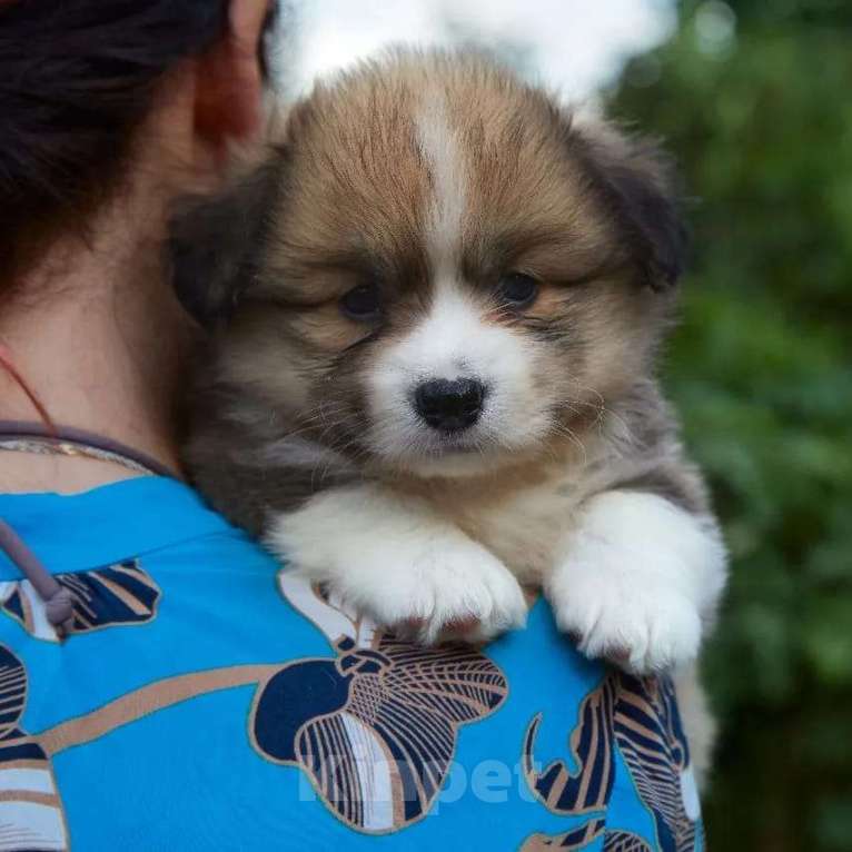 Собаки в Новосибирске: Кобель флаффи в поисках своего хозяина Мальчик, Бесплатно - фото 2