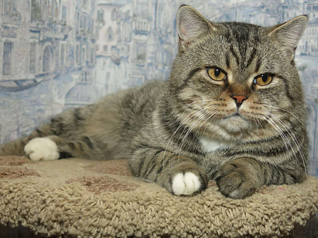 Объявление: Очень красивый кот Чешир ищет дом, Бесплатно, Москва