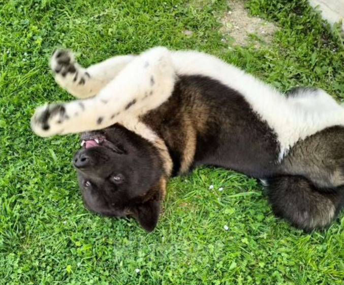 Собаки в других городах Московской области: Американская акита, вязка Мальчик, 10 000 руб. - фото 9