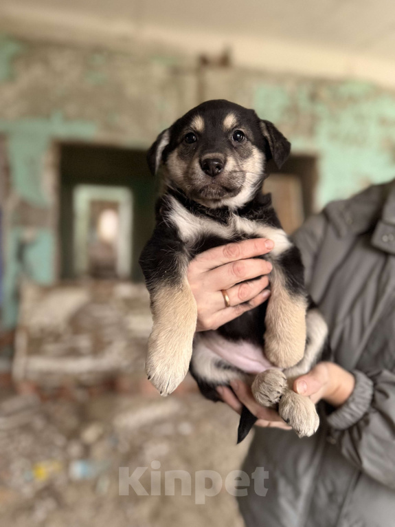 Собаки в Москве: Красивые щенки 2 мес в дар! Дайте шанс стать домашними! Девочка, Бесплатно - фото 5