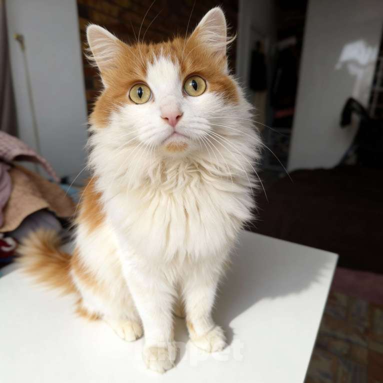 Кошки в Раменском: Кошка Мишель в добрые руки Девочка, Бесплатно - фото 3