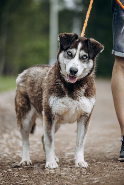 Собаки в Москве: Красотка из приюта в добрые руки Девочка, Бесплатно - фото 2