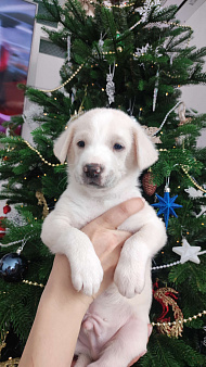 Бордер колли митис (Снежок)