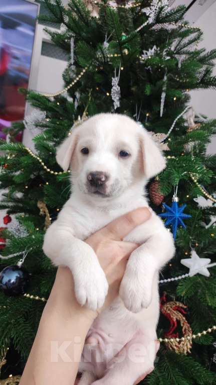 Собаки в Липецке: Бордер колли митис (Снежок) Мальчик, 15 000 руб. - фото 1