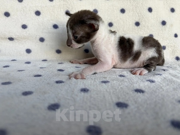 Кошки в Балашихе: Кошечка Дейла Девочка, 80 000 руб. - фото 2