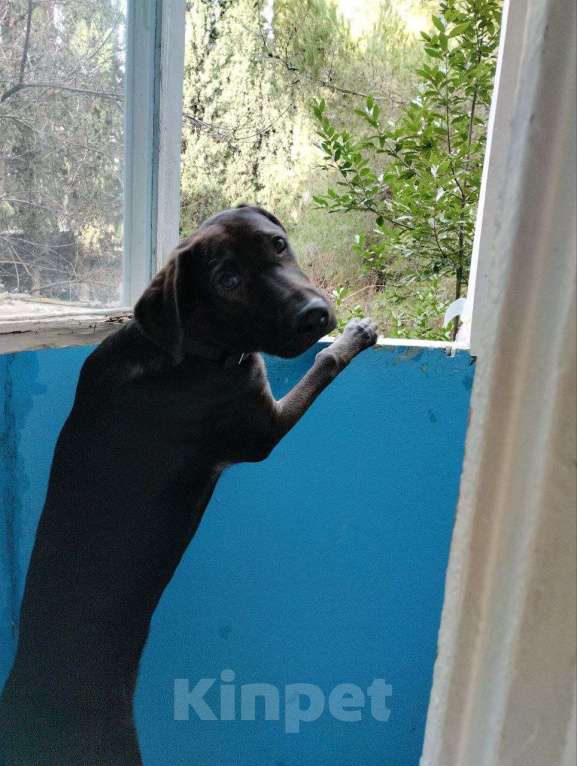 Собаки в других городах Крыма: Ищем хозяев в частном секторе, желательно охотник Мальчик, Бесплатно - фото 3