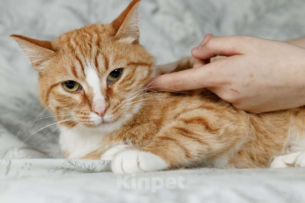 Кошки в Москве: Солнечная кошечка Шани ищет дом Девочка, 1 руб. - фото 4