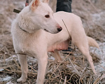 Собаки в Санкт-Петербурге: Красавица Белла из приюта Девочка, Бесплатно - фото 10