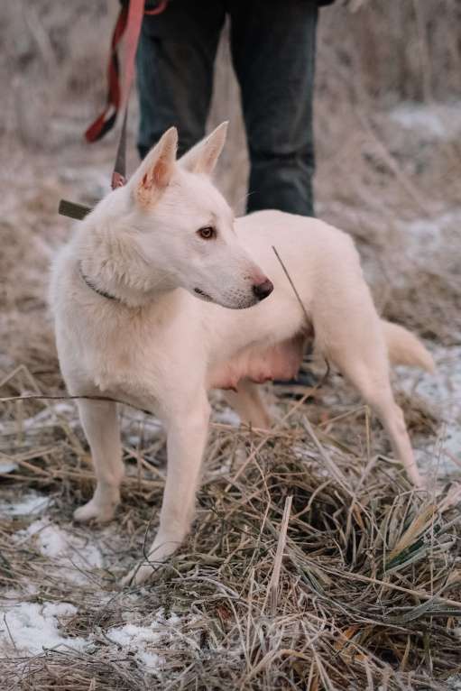Собаки в Санкт-Петербурге: Красавица Белла из приюта Девочка, Бесплатно - фото 10