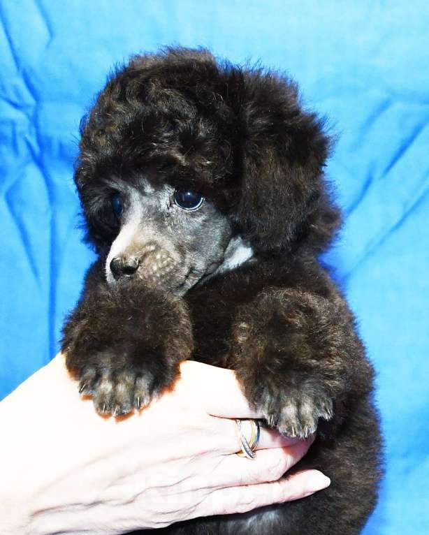 Собаки в Долгопрудном: Щенок пуделя миниатюрный серебристый Джентли Борн Рикки  Мальчик, 75 000 руб. - фото 5