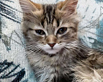 Кошки в Чебоксарах: Мальчик . Мальчик, 5 000 руб. - фото 4