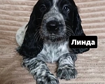 Собаки в Миассе: Щенки русского охотничьего спаниеля Разнополые, 35 000 руб. - фото 3