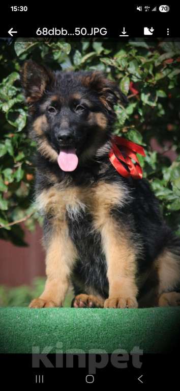 Собаки в Калининграде: Девочка  Девочка, 40 000 руб. - фото 1