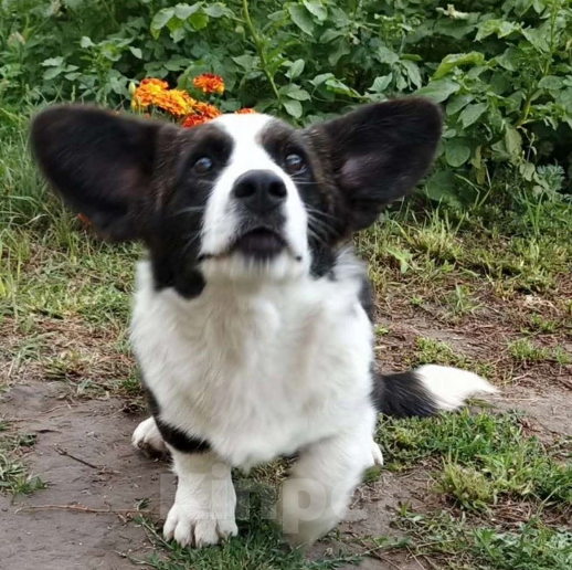 Собаки в Тольятти: Жасмин Девочка, 35 000 руб. - фото 2