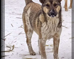 Собаки в Кемерово: Активный и здоровый щенок Девочка, 100 руб. - фото 3