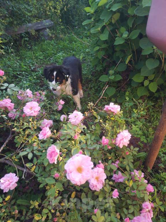 Собаки в Бикине: Очеровательная малышка  Девочка, 50 000 руб. - фото 9