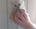 Кошки в Чехове: Котёнок в добрые руки  Девочка, Бесплатно - фото 1