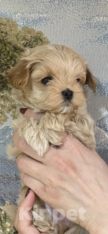 Собаки в Симферополе: Мальтипу Разнополые, 60 руб. - фото 1