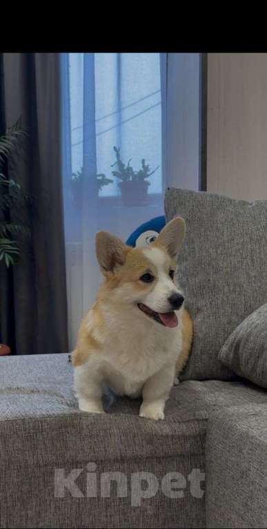 Собаки в Томске: малыш Девочка, 50 000 руб. - фото 1