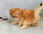 Кошки в Челябинске: Кошечка британская золотая шиншилла by12 Девочка, Бесплатно - фото 3