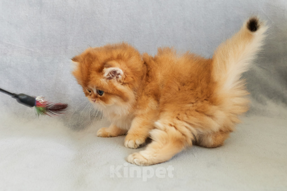Кошки в Челябинске: Кошечка британская золотая шиншилла by12 Девочка, Бесплатно - фото 3