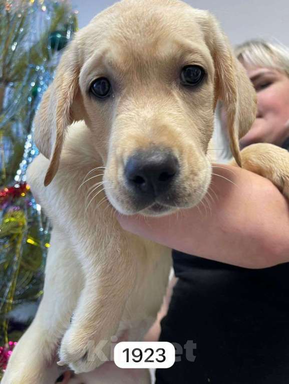 Собаки в Екатеринбурге: К переезду готовы щенки Лабрадора.  Девочка, Бесплатно - фото 4