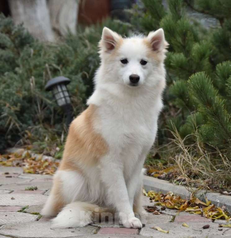 Собаки в Москве: Ненецкая оленегонная лайка, сука Ариша.  Девочка, 60 000 руб. - фото 2