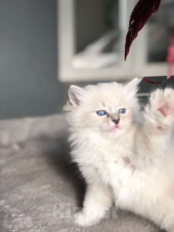 Кошки в Балашихе: Котенок Невский маскарадный  Мальчик, 25 000 руб. - фото 7
