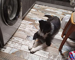 Собаки в Санкт-Петербурге: Умный и красивый пёс-подросток Мальчик, Бесплатно - фото 8