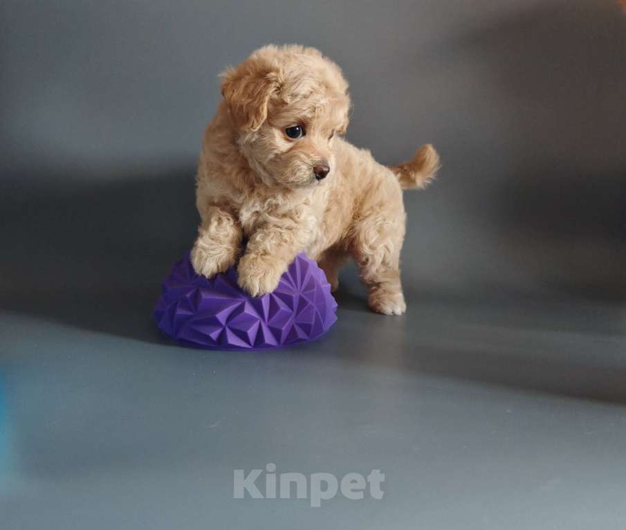 Собаки в Краснодаре: Мальтипушка Ф1 девочка Девочка, Бесплатно - фото 4