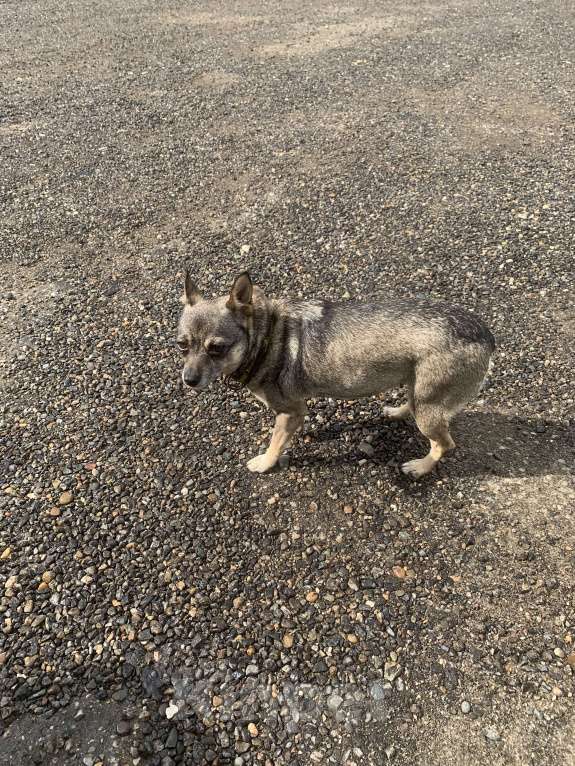 Собаки в Темрюке: Нашлась собака Девочка, Бесплатно - фото 2