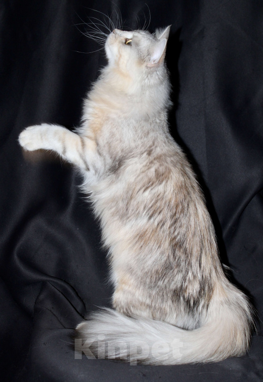 Кошки в Тюмени: Сибирский котёнок Девочка, 15 000 руб. - фото 10