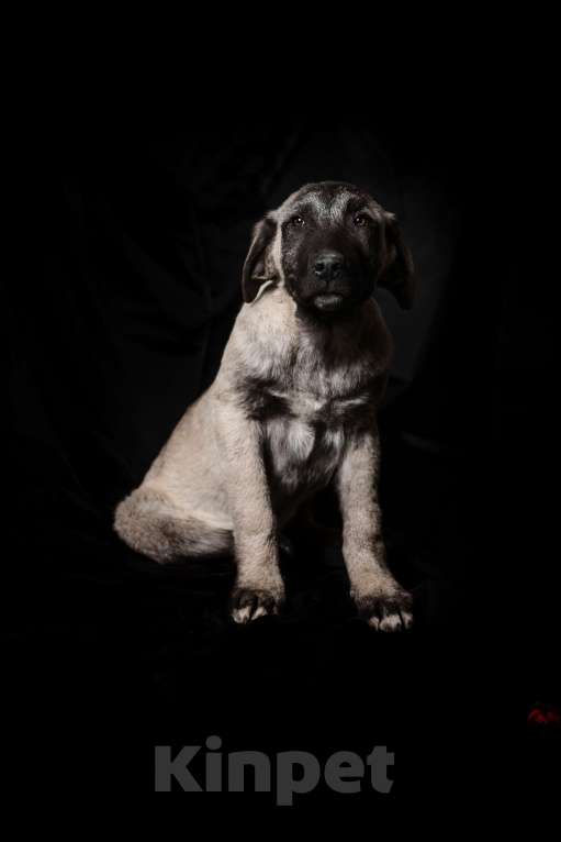 Собаки в Ахтубинске: щенок турецкого кангала Мальчик, 50 000 руб. - фото 4