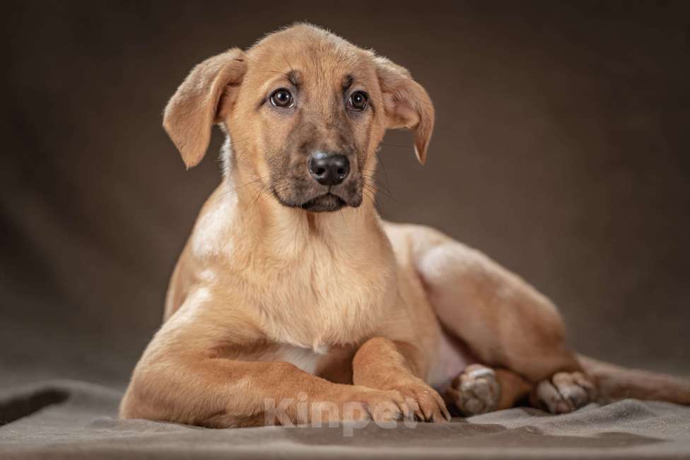 Собаки в Клине: Мегги — спокойная и чуткая девочка, которая ищет заботливые руки, чтобы дарить вам свою нежность Девочка, Бесплатно - фото 1