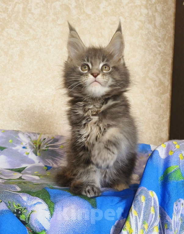 Кошки в Москве: Котёнок Мейн-Кун из питомника Девочка Девочка, 55 000 руб. - фото 3