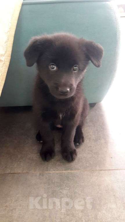 Собаки в Уфе: Щенки Русско-европейская лайка Девочка, Бесплатно - фото 2