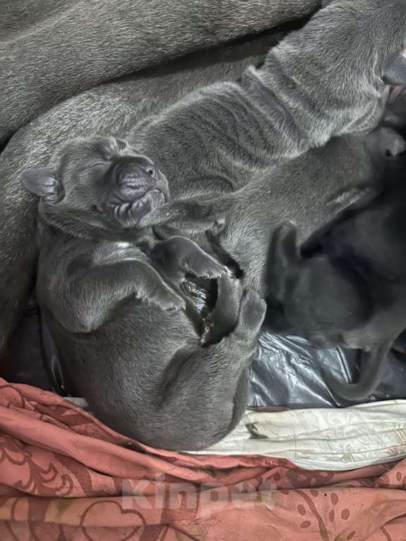 Собаки в других городах Московской области: Щенки Кане-корсо Разнополые, 40 000 руб. - фото 4
