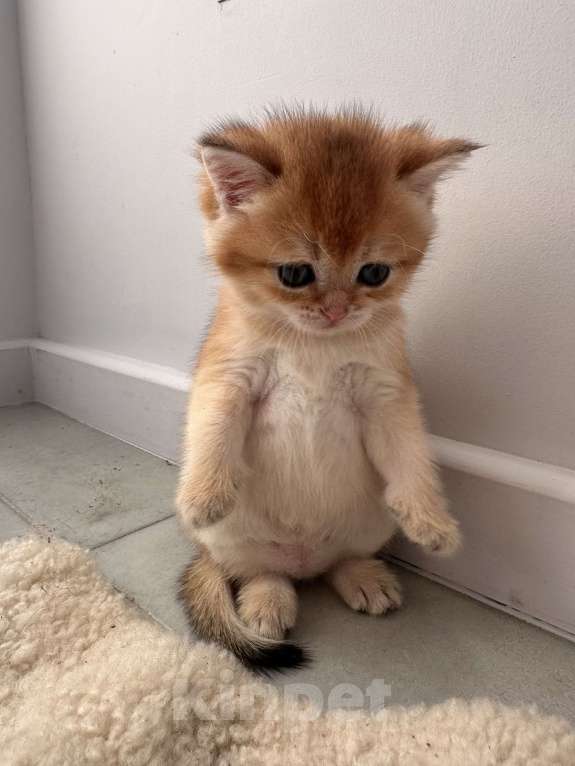Кошки в других городах Московской области: Новогодние британские котята Мальчик, 50 000 руб. - фото 7
