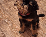 Собаки в Южном-Сахалинске: Бельгийский гриффон девочка Девочка, 45 000 руб. - фото 5