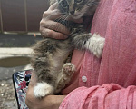 Кошки в других городах Московской области: Очень хороший котенок Мальчик, Бесплатно - фото 2