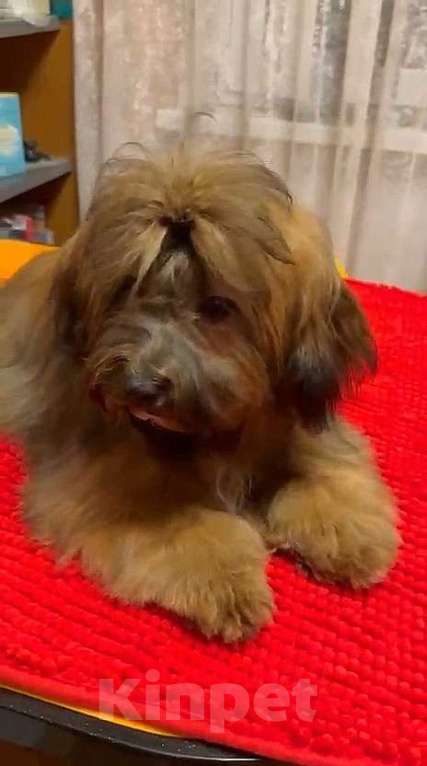 Собаки в Москве: Красотка Гаванский Бишон Хаванез  Девочка, 85 000 руб. - фото 3