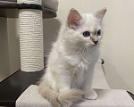 Кошки в Москве: Абиба бирманский котенок девочка Девочка, Бесплатно - фото 5