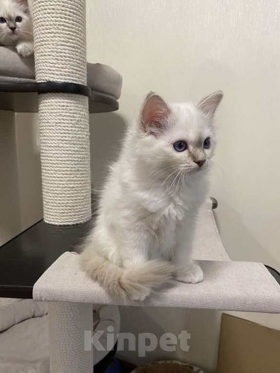 Кошки в Москве: Абиба бирманский котенок девочка Девочка, Бесплатно - фото 5